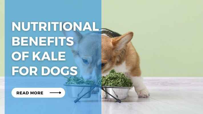 Nutritional Benefits of Kale for Dogs