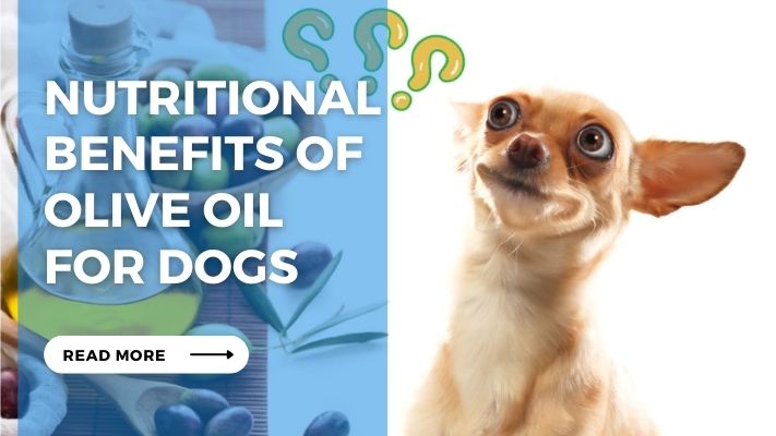 Nutritional Benefits of Olive Oil  for Dogs