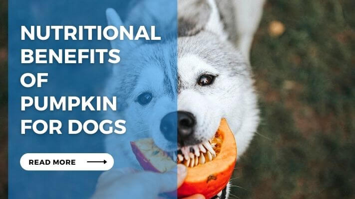 Nutritional Benefits of Pumpkin for Dogs