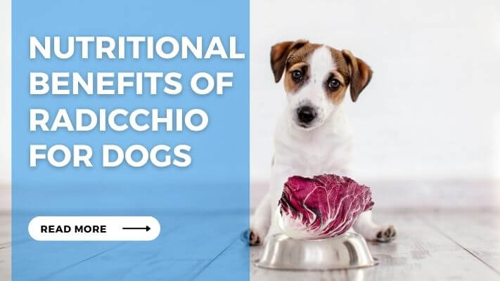 Nutritional Benefits of Radicchio for Dogs