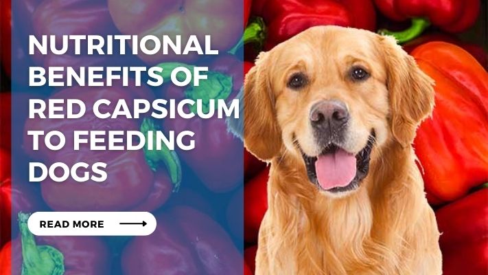 Nutritional Benefits of  Red Capsicum to feeding Dogs