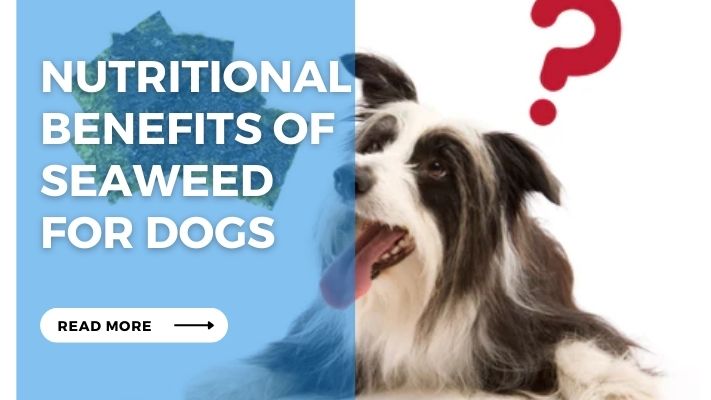 Nutritional Benefits of Seaweed  for Dogs