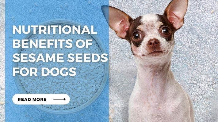 Nutritional Benefits of Sesame Seeds for Dogs