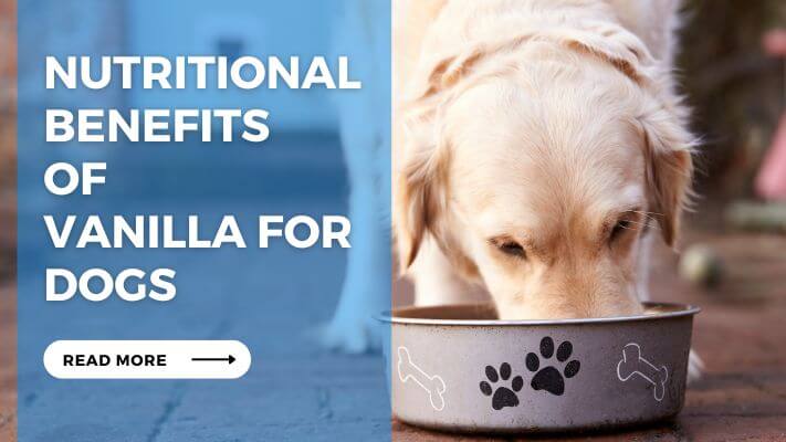 Nutritional Benefits of Vanilla for Dogs