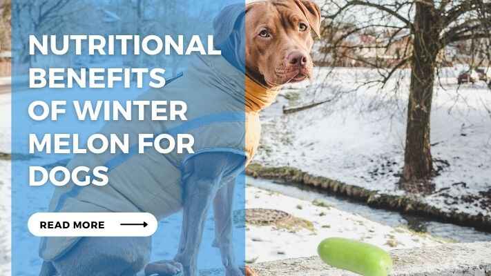 Nutritional Benefits of Winter Melon for Dogs