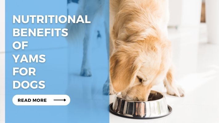 Nutritional Benefits of Yams for Dogs