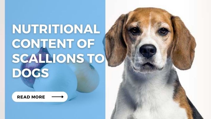 Nutritional Content of Scallions to Dogs