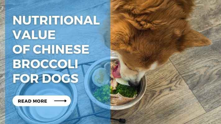 Nutritional Value of Chinese Broccoli for Dogs
