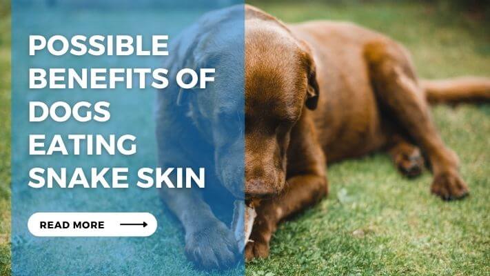 Possible Benefits of Dogs Eating Snake Skin