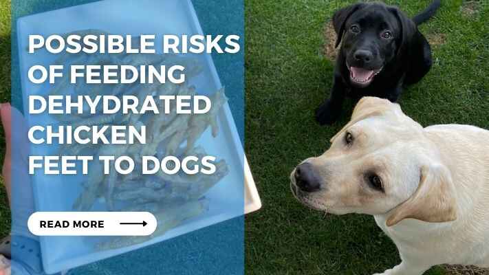 Possible Risks of Feeding Dehydrated Chicken Feet to Dogs