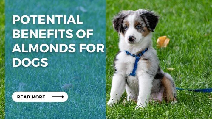 Potential Benefits of Almonds for Dogs