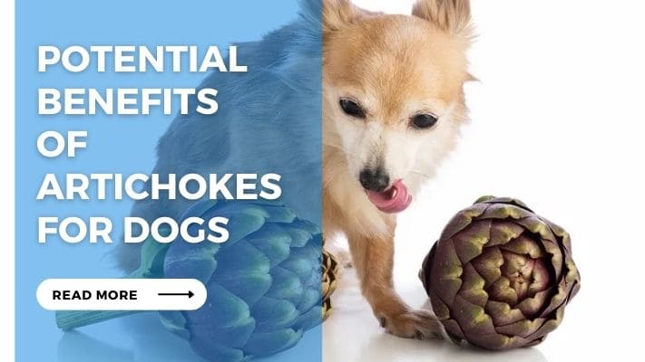 Potential Benefits of Artichokes for Dogs