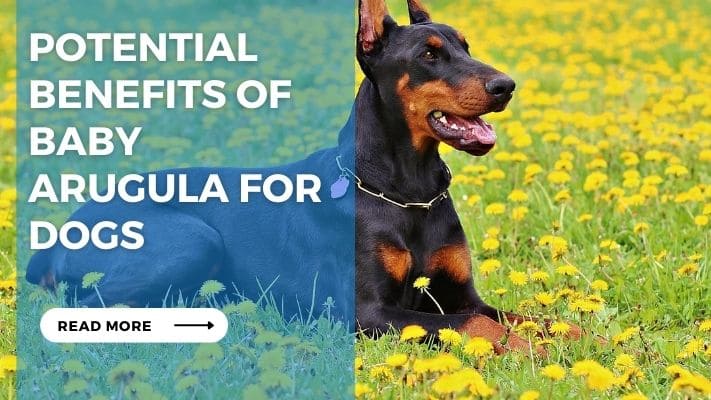 Potential Benefits of Baby Arugula for Dogs