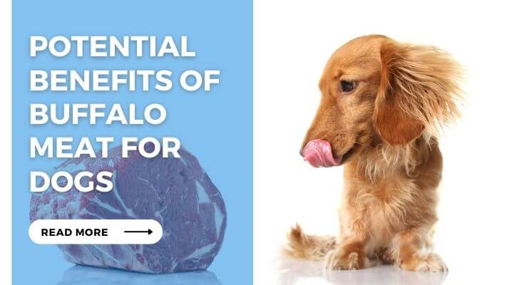 Potential Benefits of Buffalo Meat for Dogs