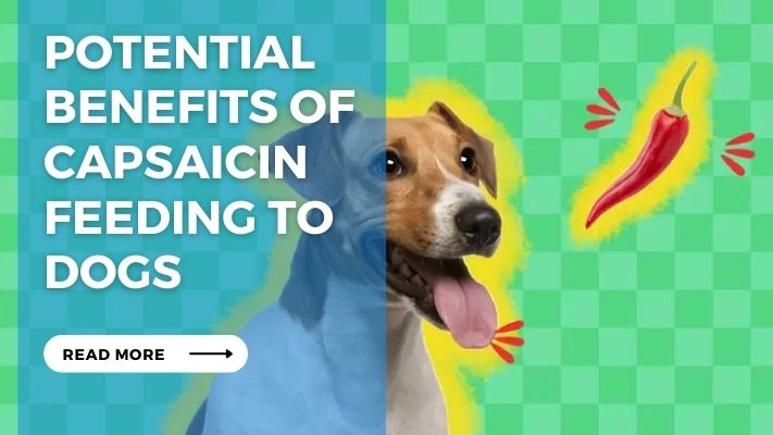 Potential Benefits of Capsaicin Feeding to Dogs