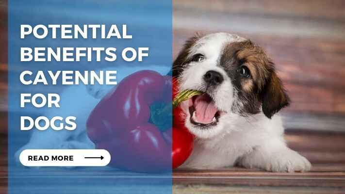 Potential Benefits of Cayenne for Dogs