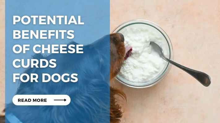 Potential Benefits of Cheese Curds for Dogs