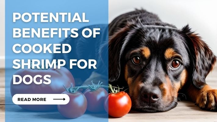 Potential Benefits of Cooked  Shrimp for Dogs