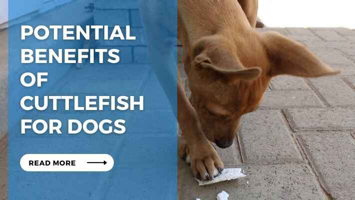 Potential Benefits of Cuttlefish for Dogs