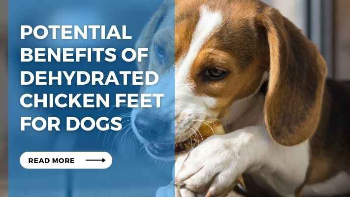 Potential Benefits of Dehydrated Chicken Feet for Dogs