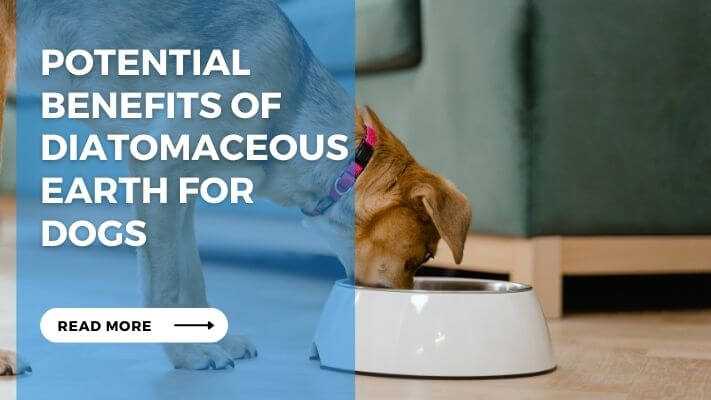 Potential Benefits of Diatomaceous Earth for Dogs