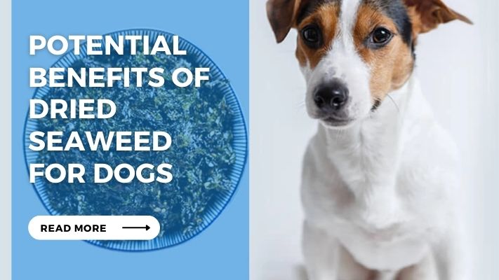 Potential Benefits of Dried  Seaweed  for Dogs