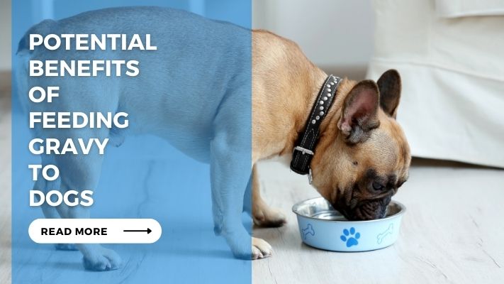 Potential Benefits of Feeding Gravy to Dogs