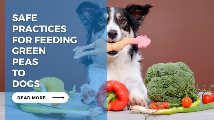 Safe Practices for Feeding Green Peas to Dogs