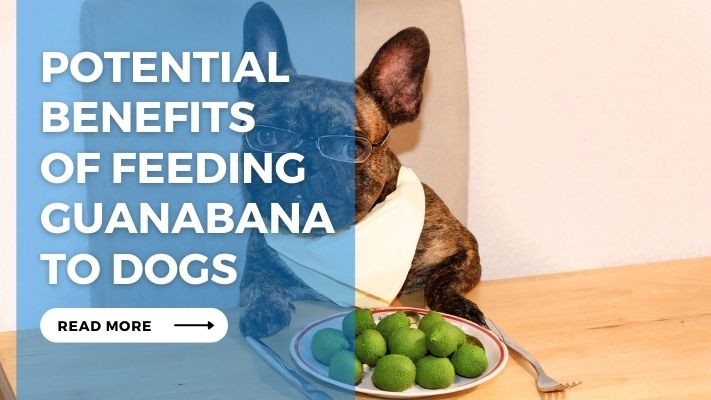 Potential Benefits of Feeding Guanabana to Dogs