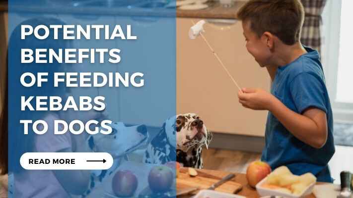 Potential Benefits of Feeding Kebabs to Dogs 