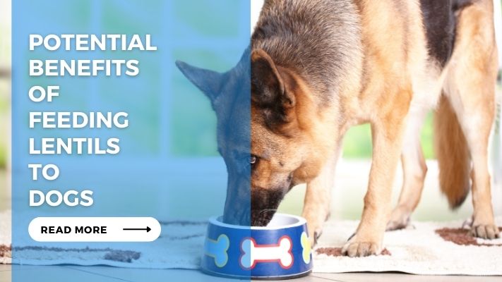 Potential Benefits of Feeding Lentils to Dogs