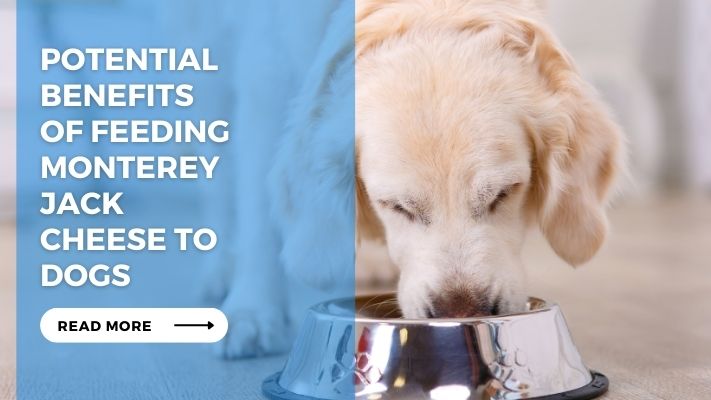 Potential Benefits of Feeding Monterey Jack Cheese to Dogs