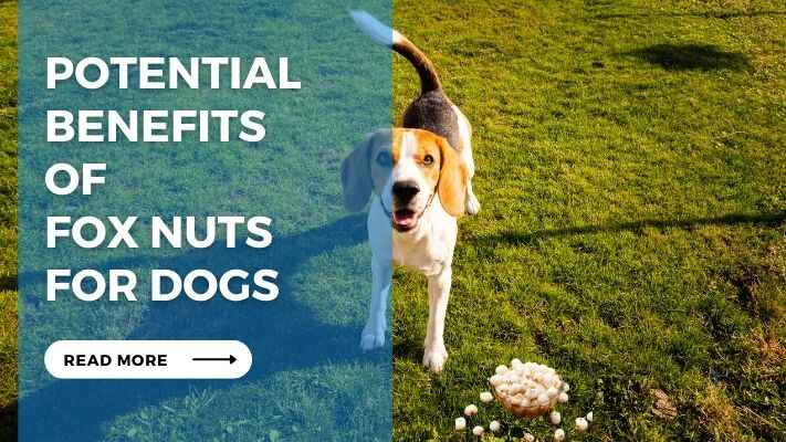 Potential Benefits of Fox Nuts for Dogs