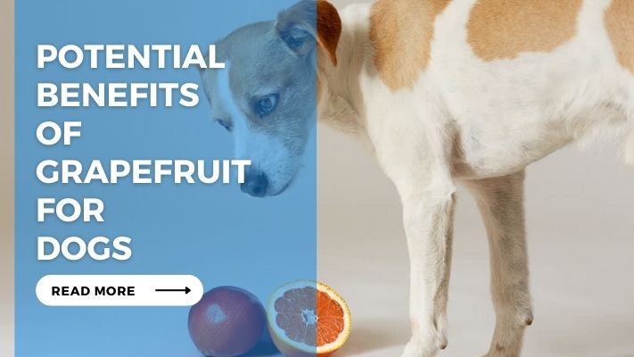 Potential Benefits of Grapefruit for Dogs