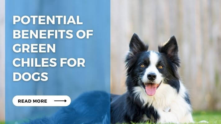 Potential Benefits of Green Chiles for Dogs