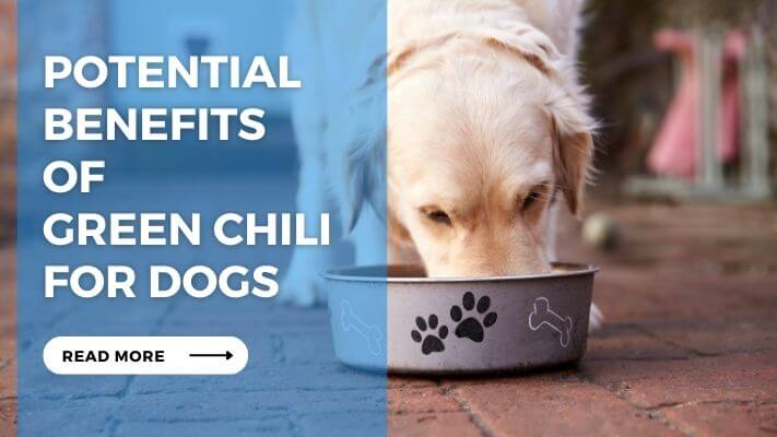 Potential Benefits of Green Chili for Dogs