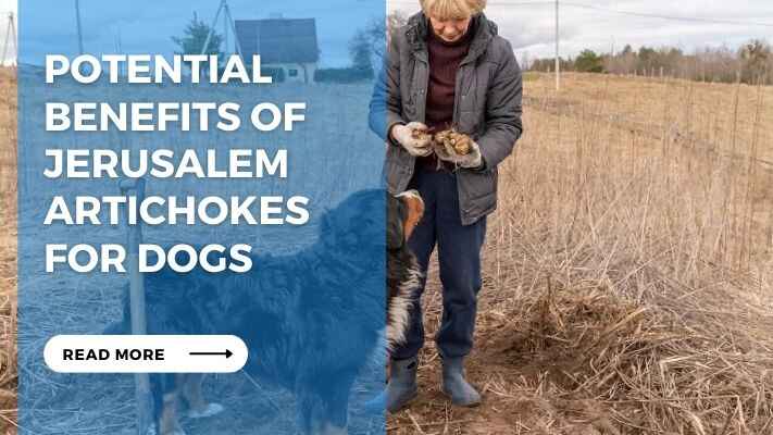 Potential Benefits of Jerusalem Artichokes for Dogs