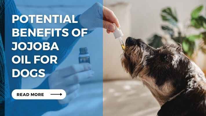 Potential Benefits of Jojoba Oil for Dogs