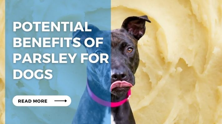 Potential Benefits of Parsley for Dogs