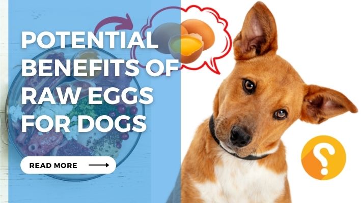 Potential Benefits of Raw Eggs  for Dogs