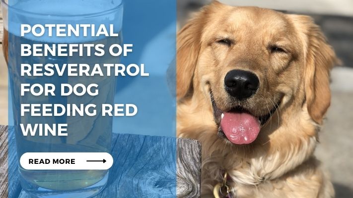 Potential Benefits of Resveratrol for Dog feeding Red Wine