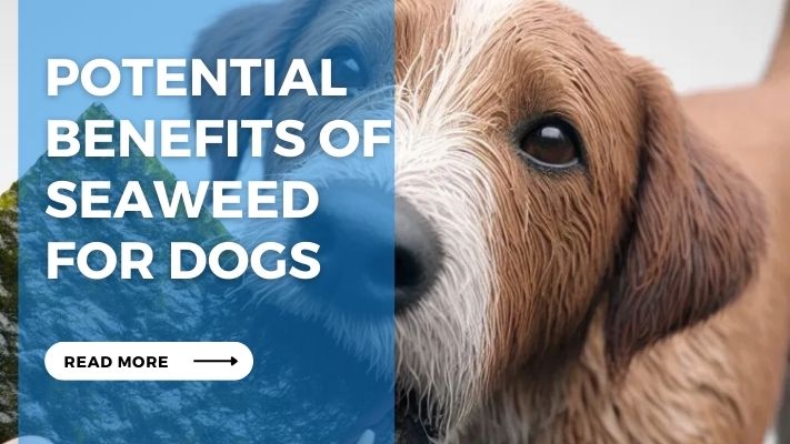 Potential Benefits of Seaweed  for Dogs