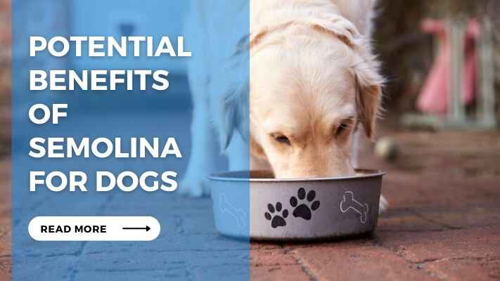 Potential Benefits of Semolina for Dogs