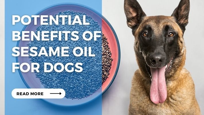 Potential Benefits of Sesame Oil  for Dogs