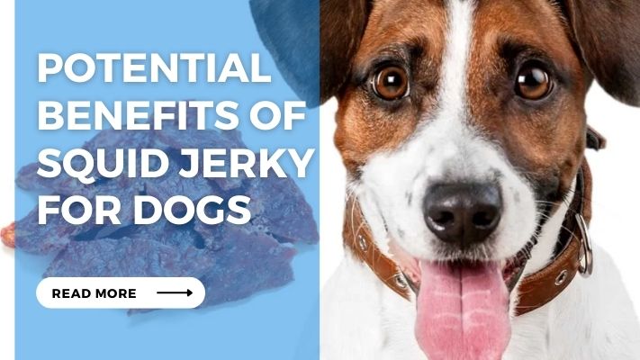 Potential Benefits of Squid Jerky  for Dogs