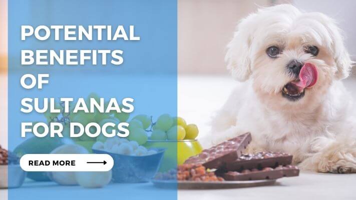 Potential Benefits of Sultanas for Dogs