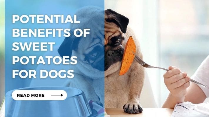 Potential Benefits of Sweet Potatoes for Dogs