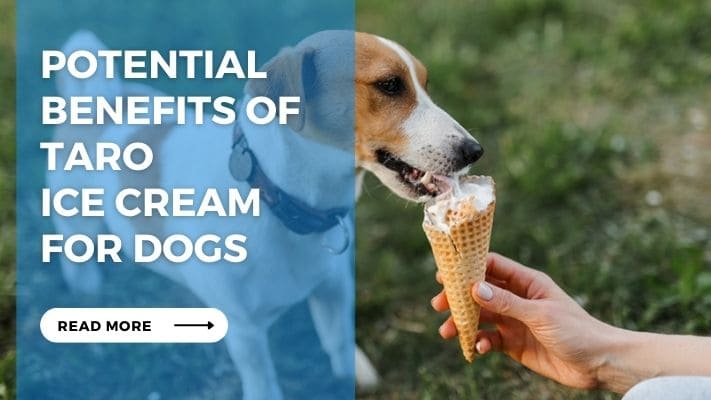 Potential Benefits of Taro Ice Cream for Dogs