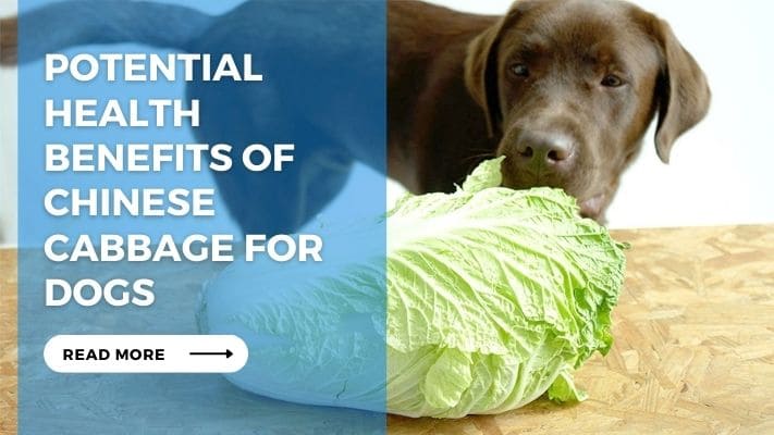 Potential Health Benefits of Chinese Cabbage for Dogs