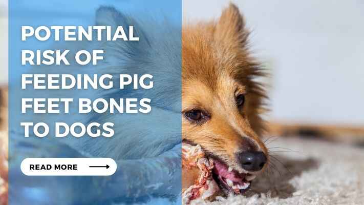 Potential Risk of Feeding Pig Feet Bones to Dogs